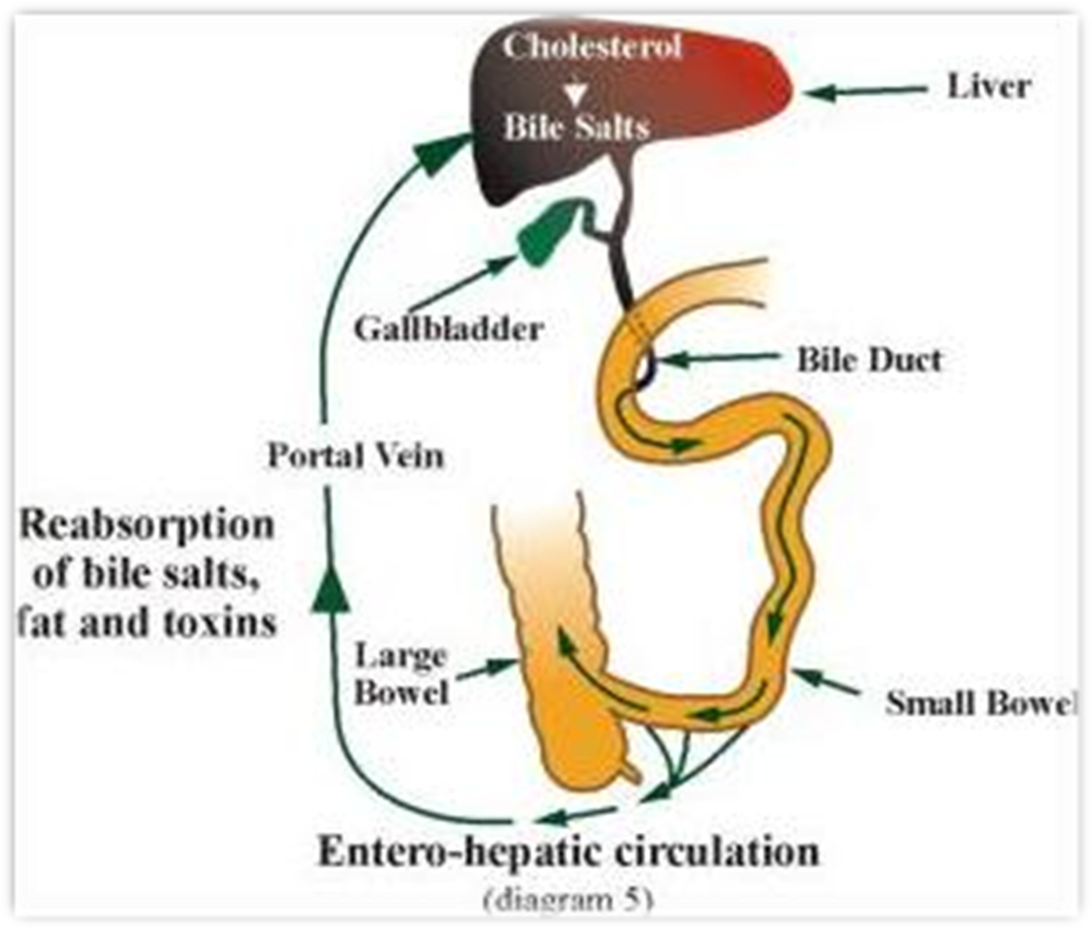 گردش روده ای -کبدی